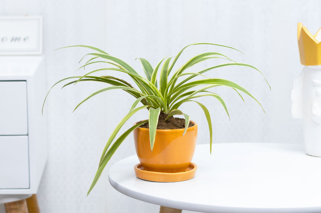 Order Spider variegated plant Online