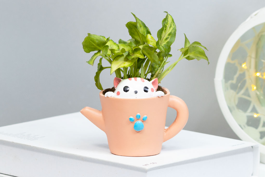 Succulent Syngonium In Kitty Cup