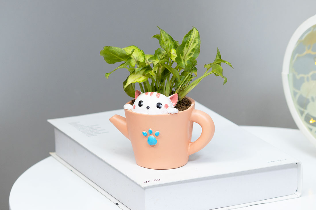 Succulent Syngonium In Kitty Cup