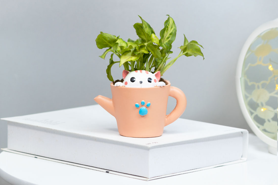 Succulent Syngonium In Kitty Cup