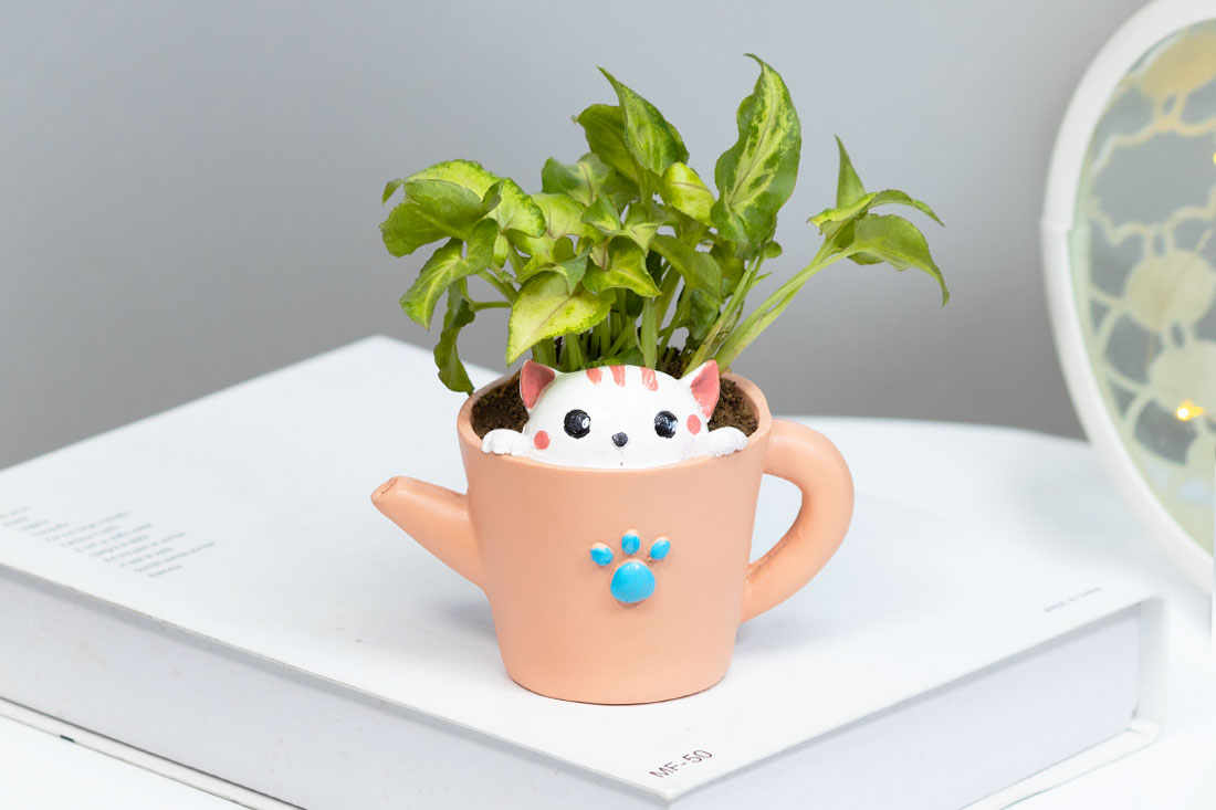 Succulent Syngonium In Kitty Cup