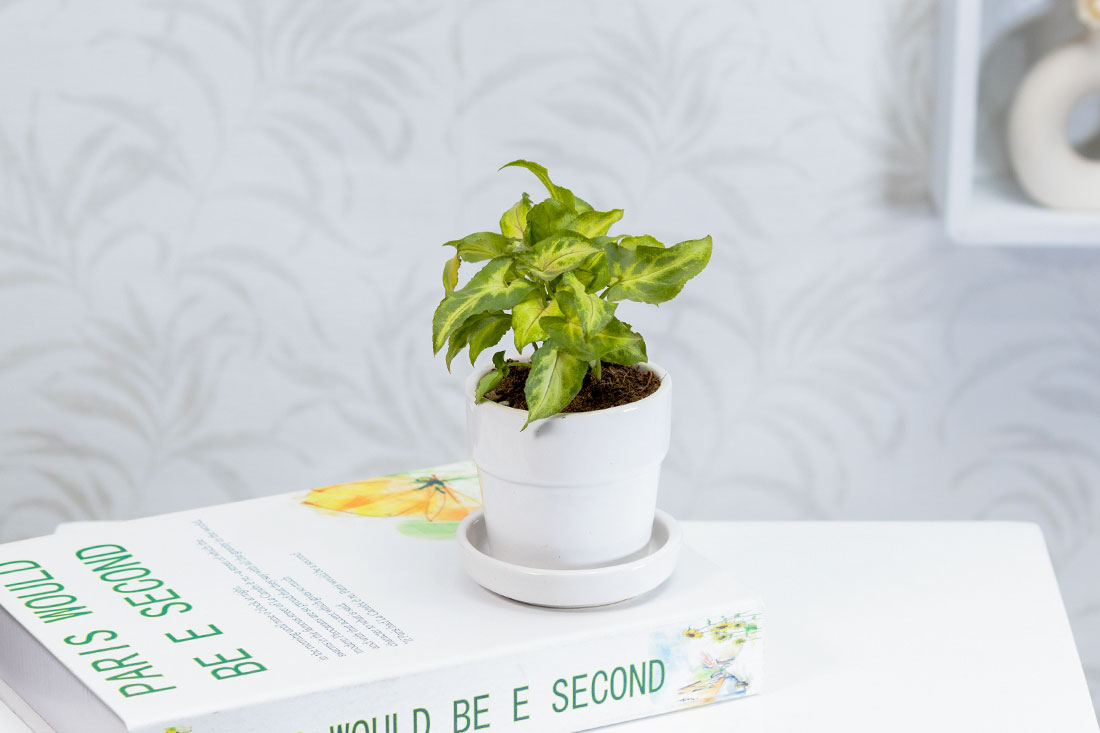 Succulent syngonium for indoors