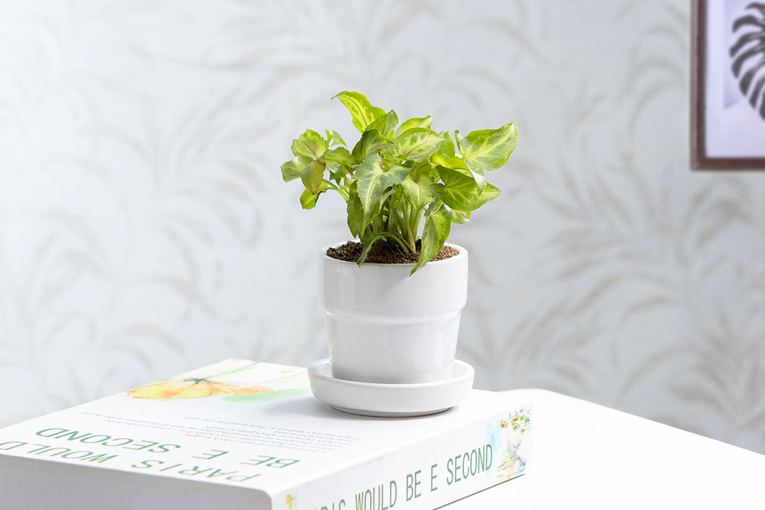 Succulent syngonium for indoors