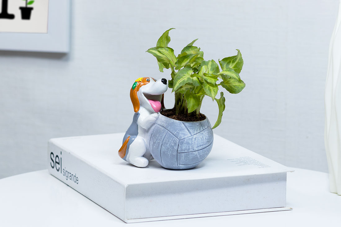 Syngonium plant in Playing Puppy