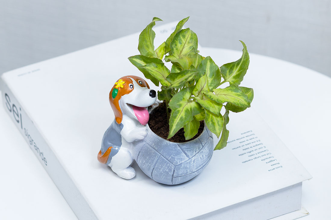 Syngonium plant in Playing Puppy