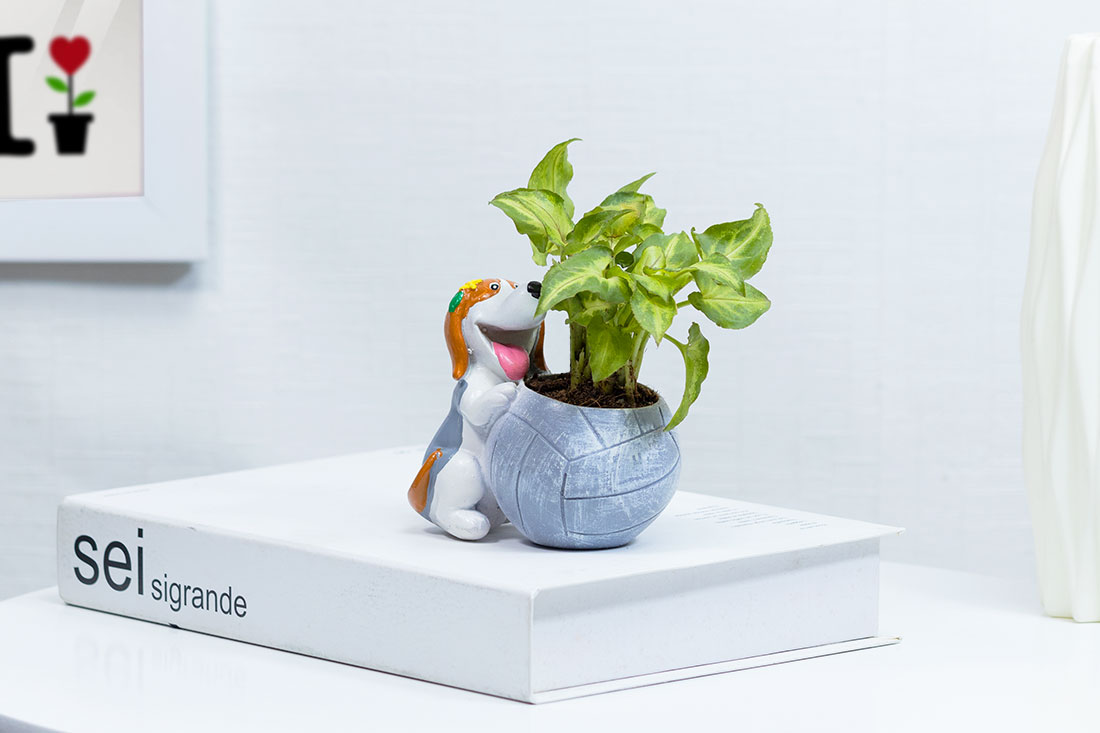 Order Syngonium plant in Playing Puppy