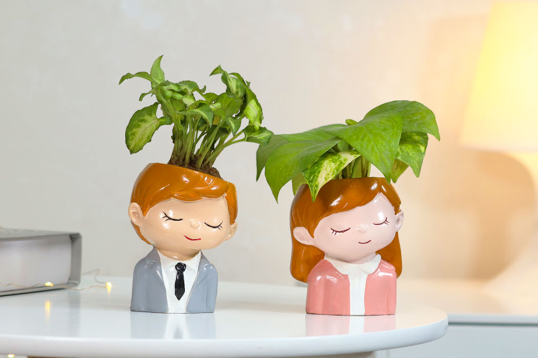 Buy Synogium and Money Plant Duo Online
