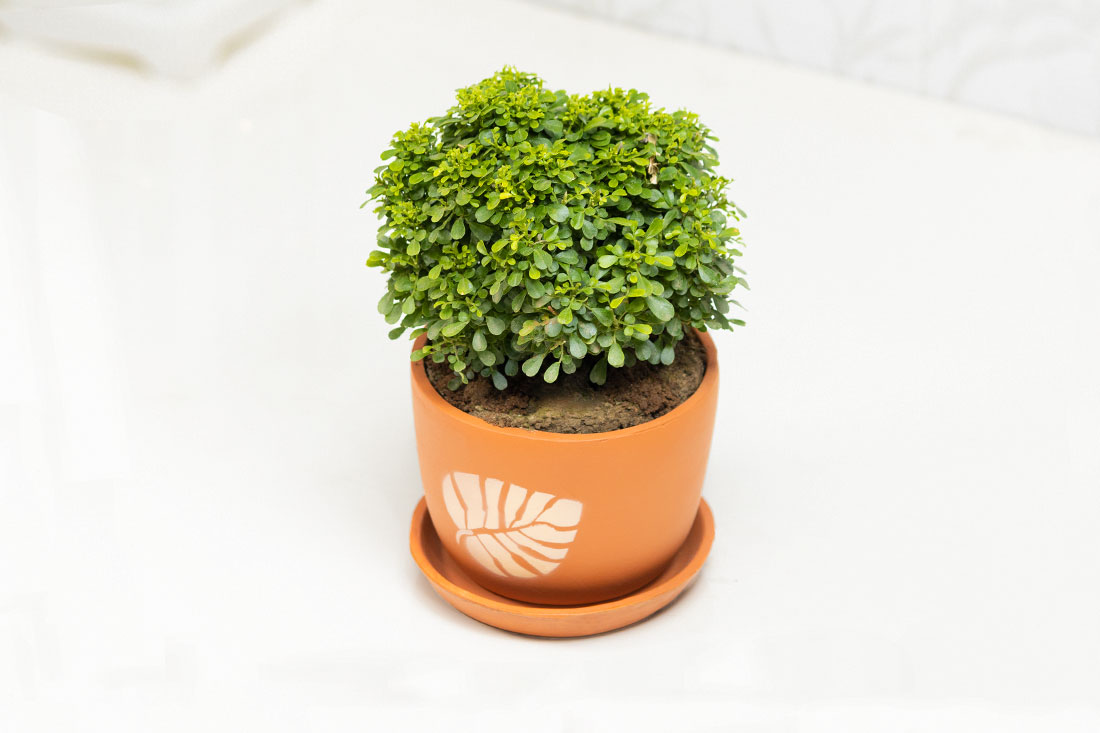 Table kamini with ceramic setting