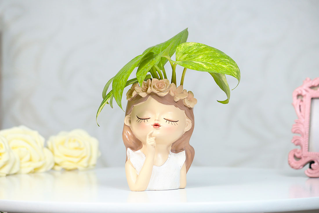 Thinking Fairy Money Plant