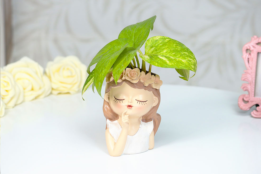 Thinking Fairy Money Plant