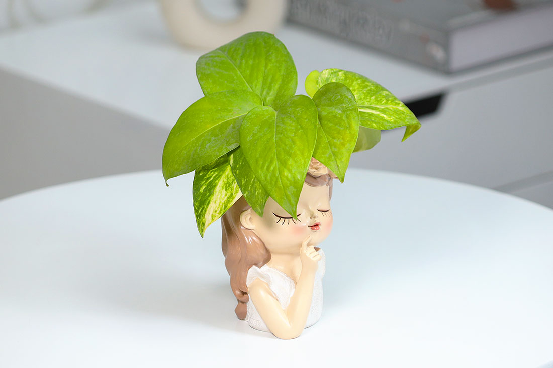 Thinking Fairy Money Plant