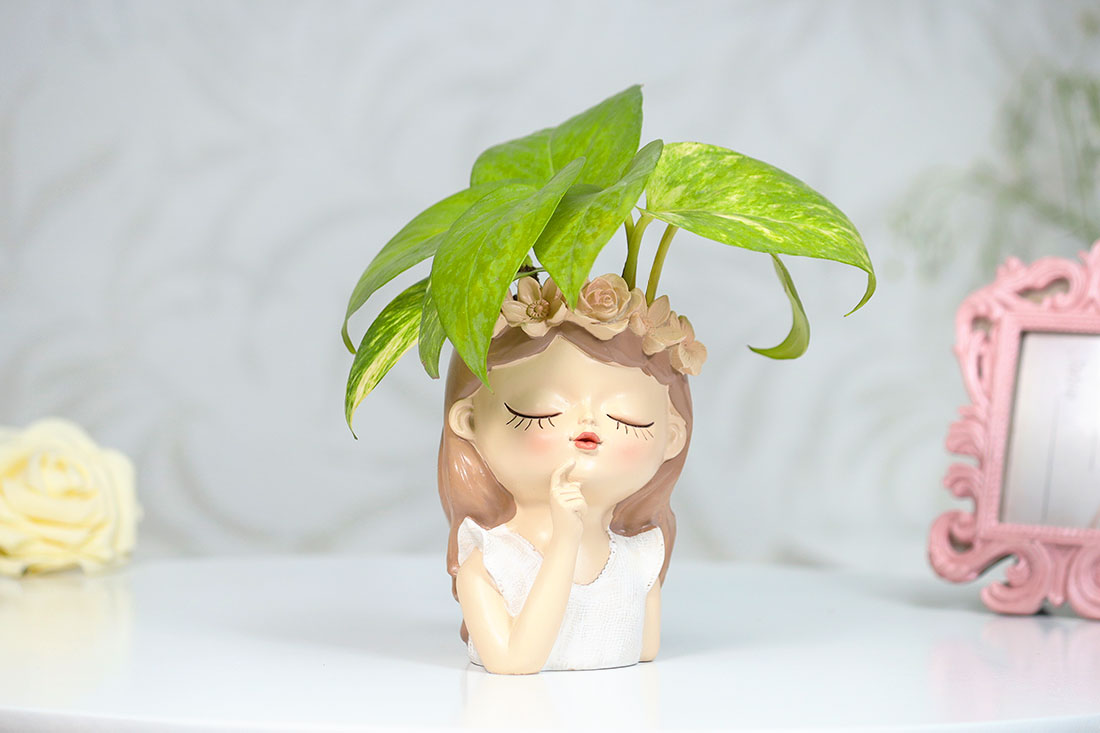 Thinking Fairy Money Plant