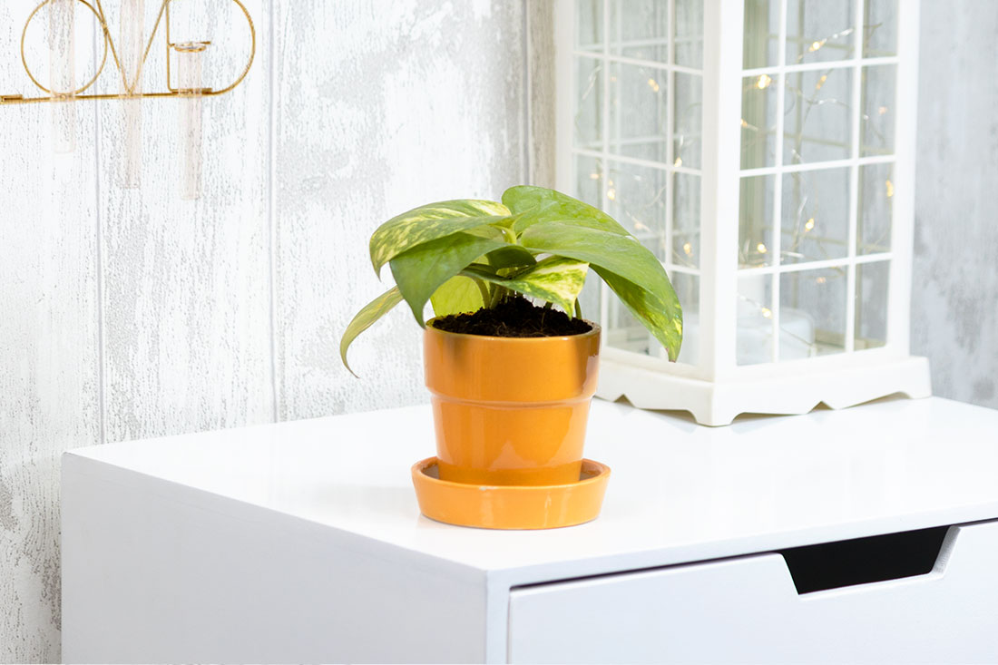 Work station money plant