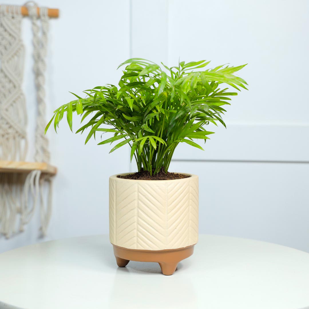 Buy Air Purifying Chamaedorea In Terracotta Pot