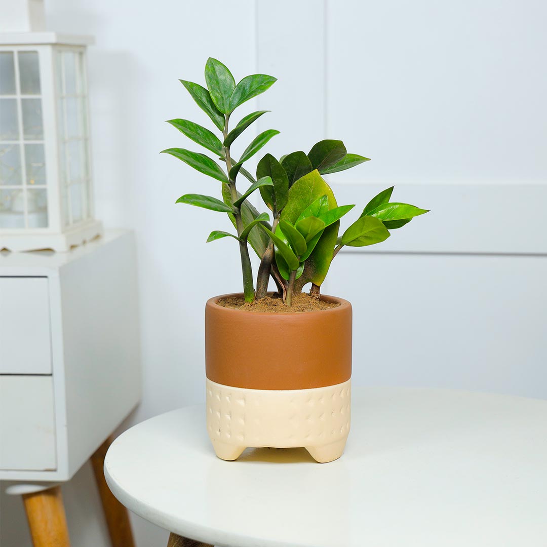 Air Purifying ZZ plant In Terracotta Pot Online