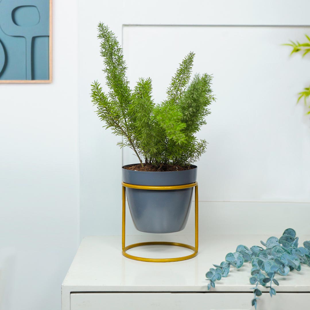 Send Asparagus Grass With Grey Pot Circular Stand Online