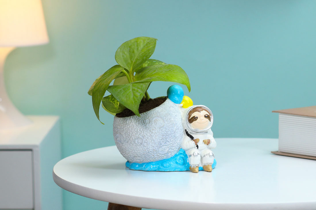 Astronaut Money Plant