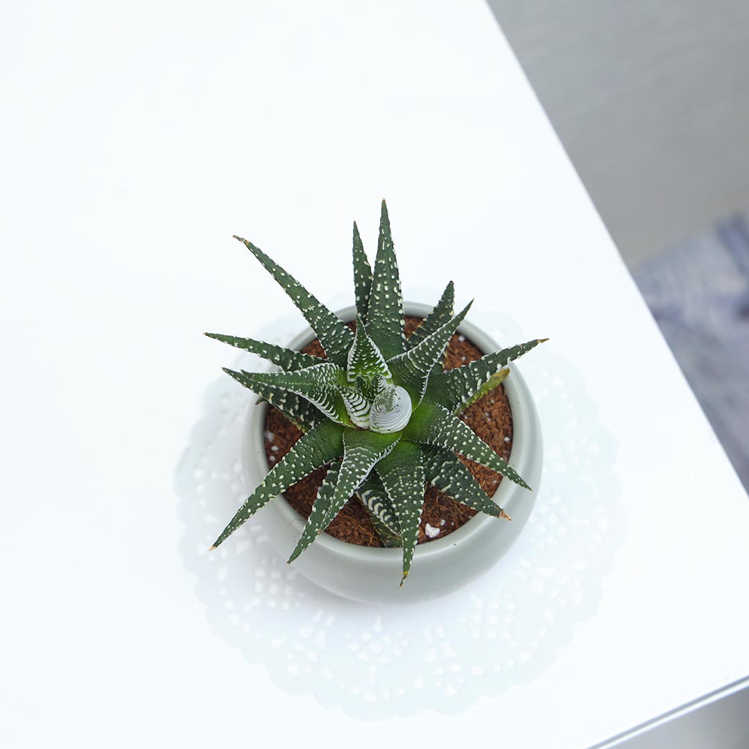 Best Haworthia plant potted in iron