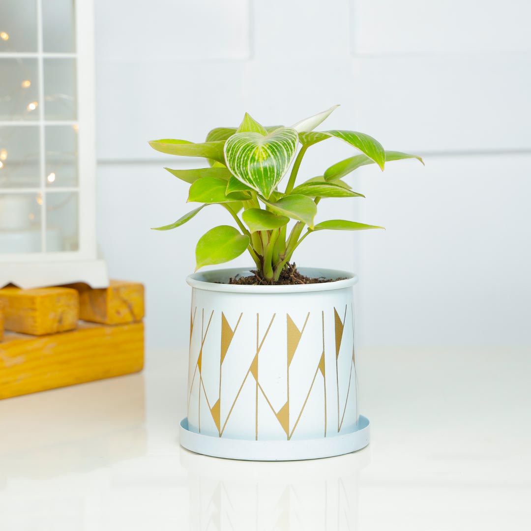Order Birkin Philodendron In Cylinder Pot With Plate Online