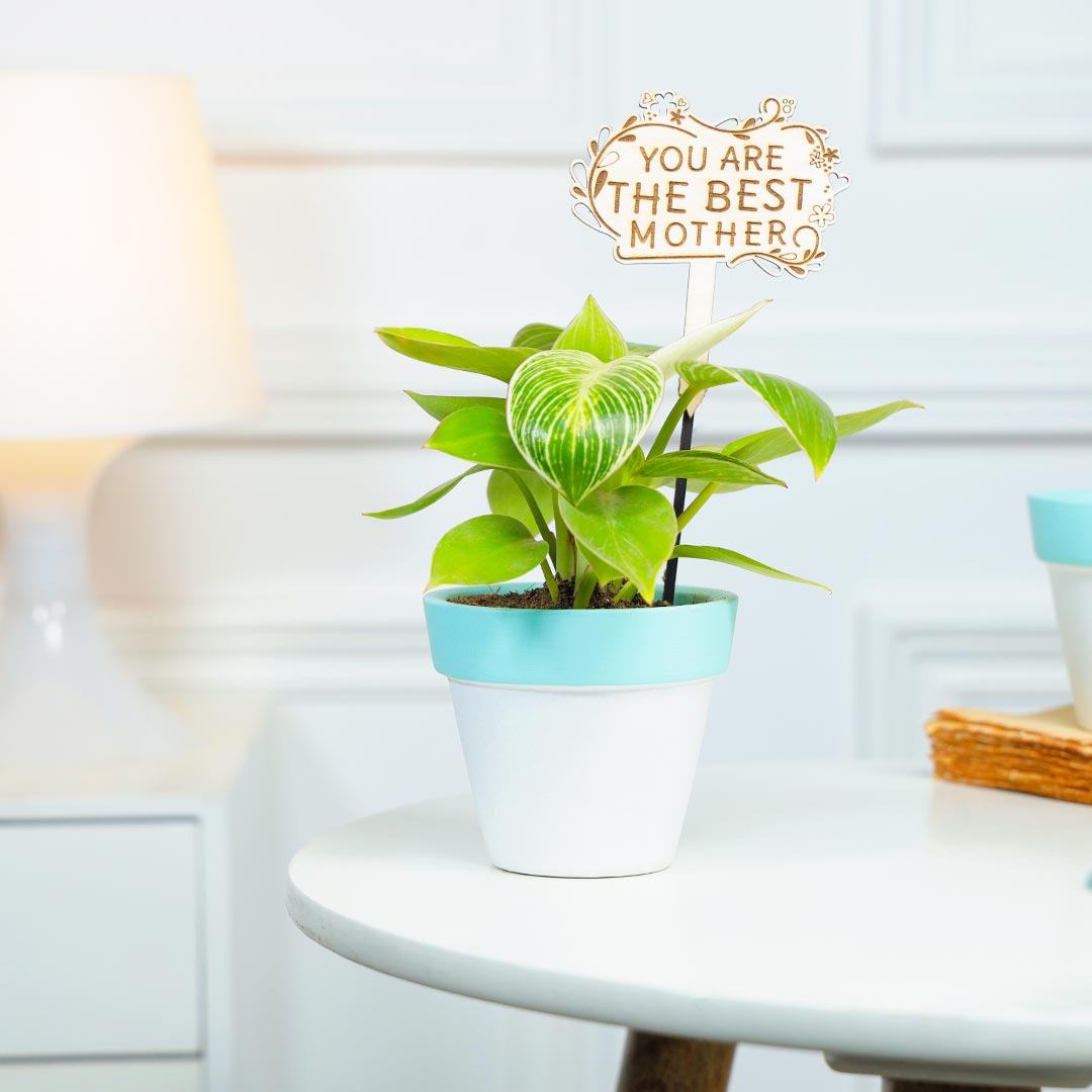 Birkin Philodendron Perfect Plant For Mother Delivery