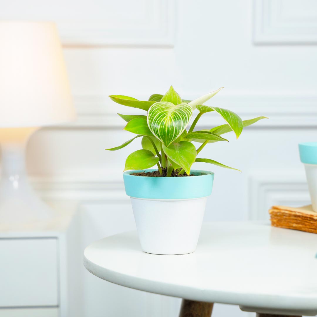 Send Birkin Philodendron Two-Tone Terracotta Pot Online