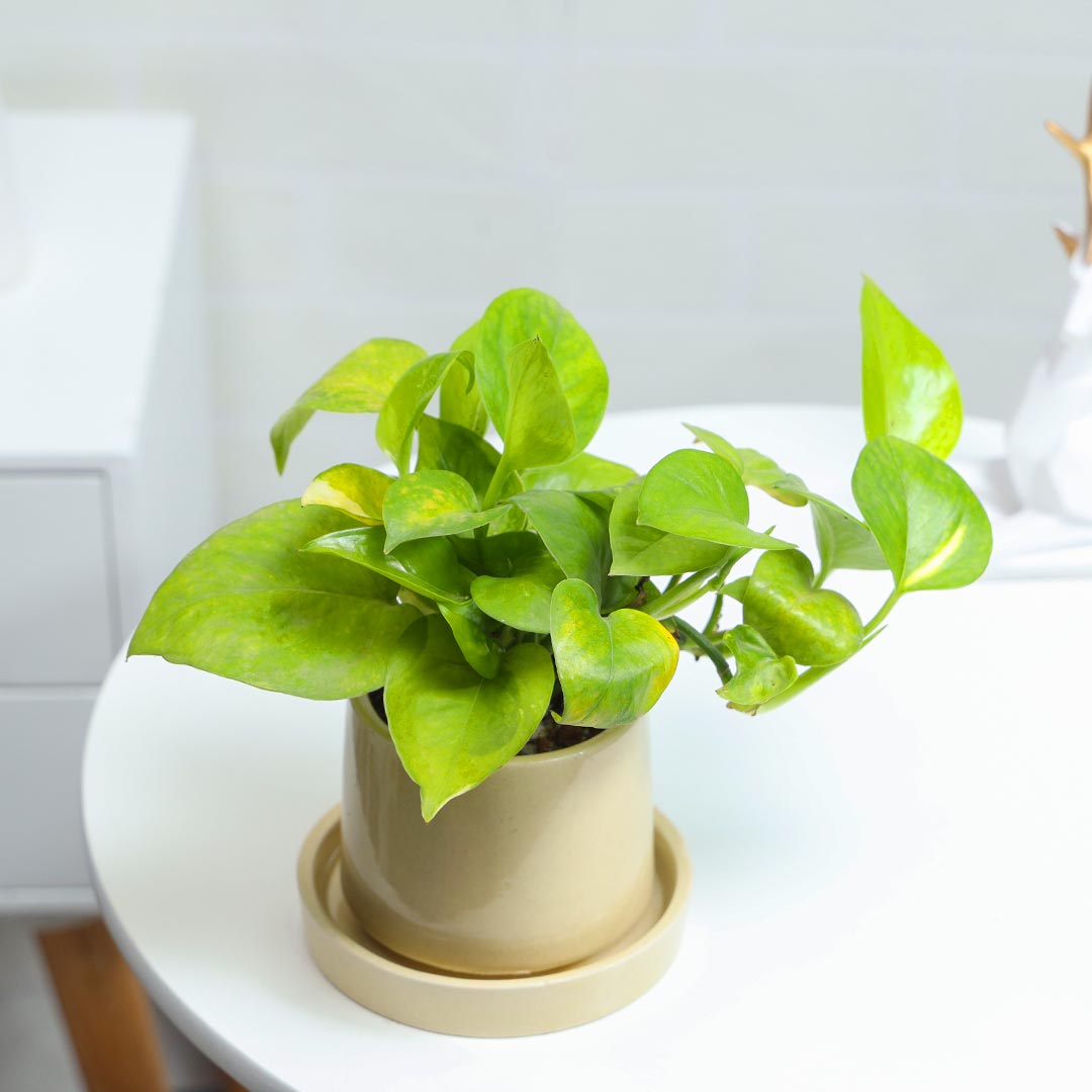 Buy Ceramic Potted Money Plant with base plate Online