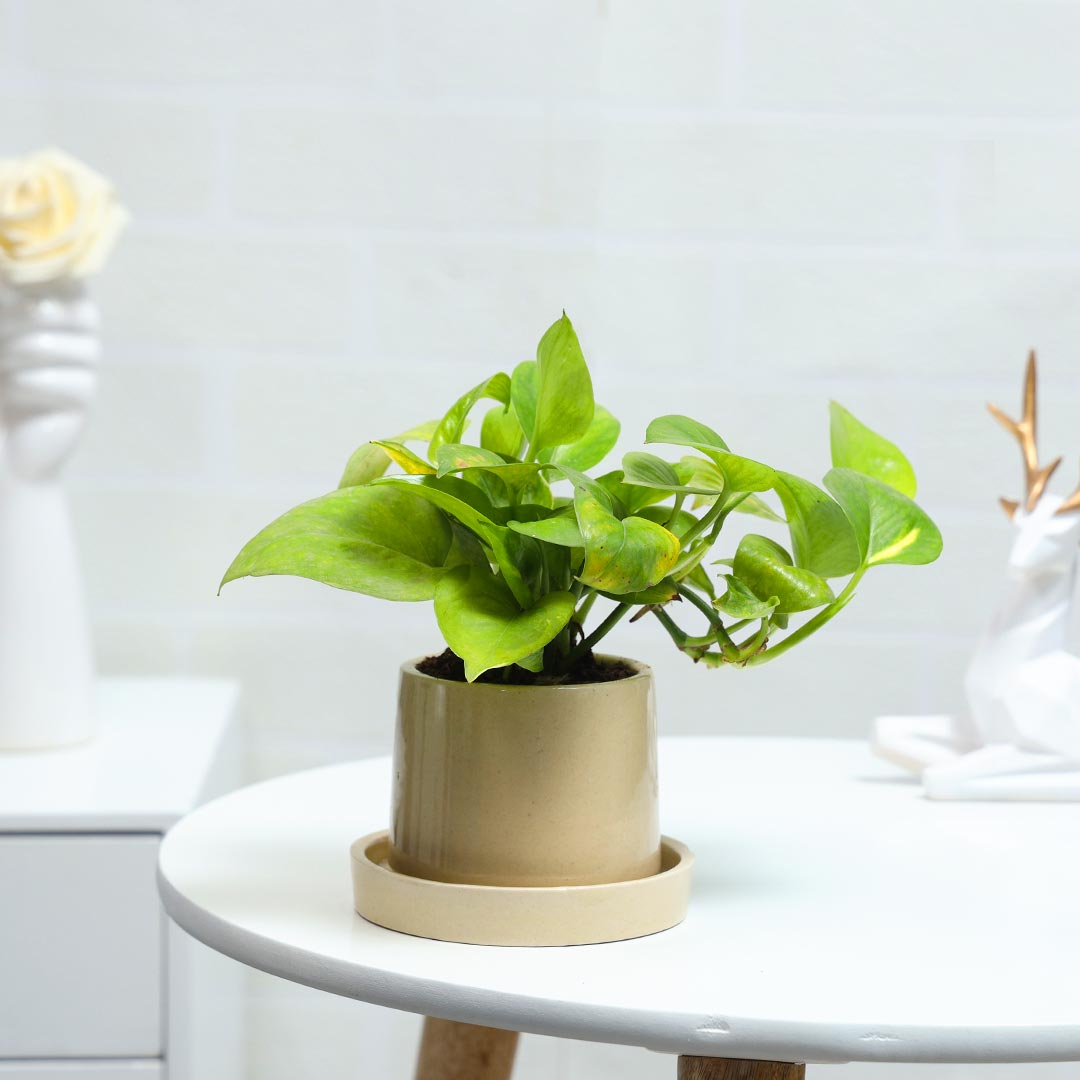 Ceramic Potted Money Plant with base plate