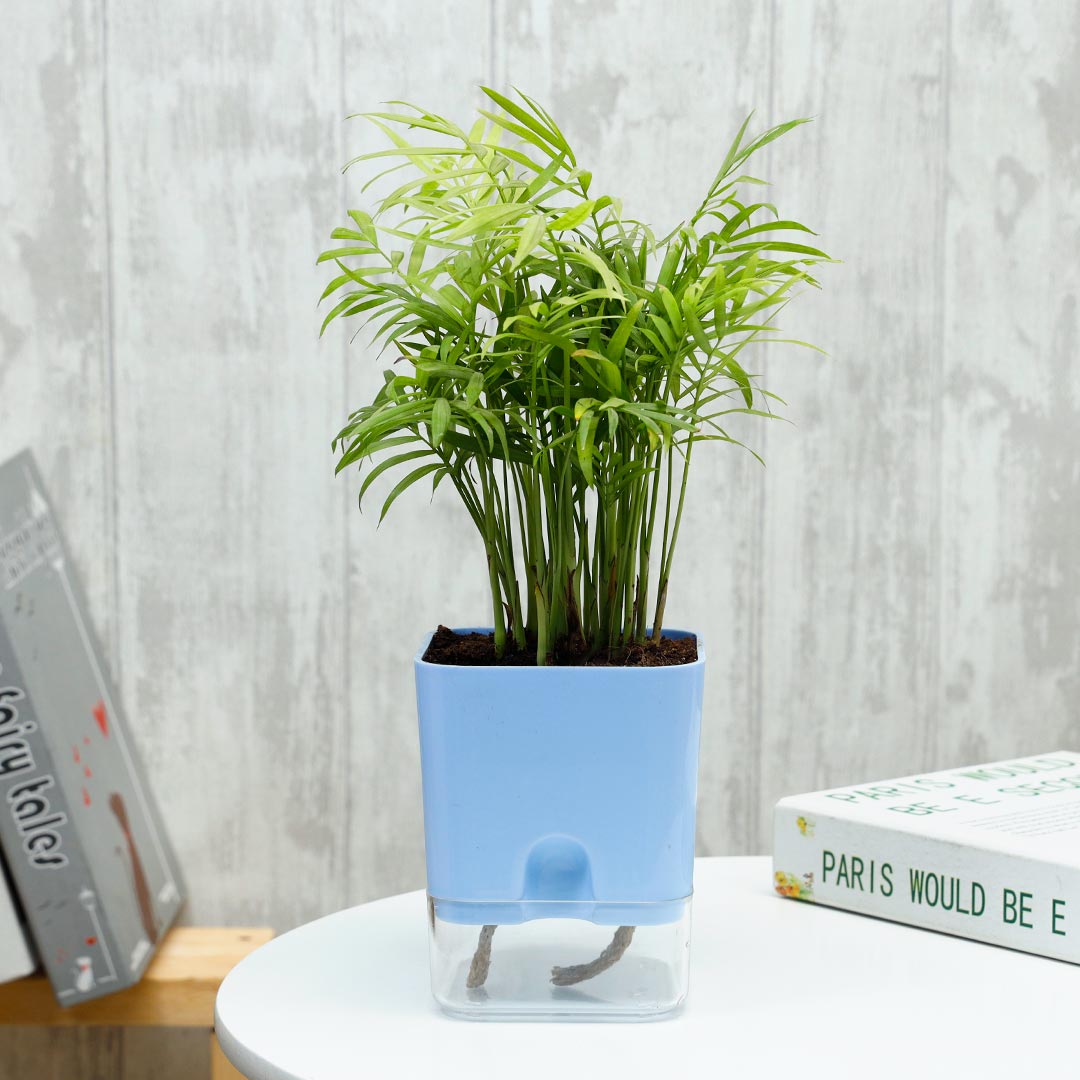 Buy Chamaedorea Plant In Self Watering Pot Online