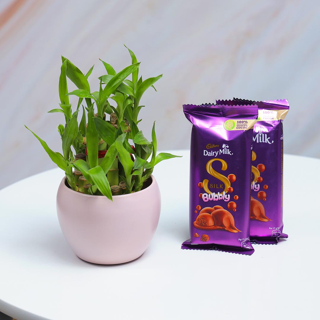 Send Chocolate And Lucky Bamboo Gift Set Online