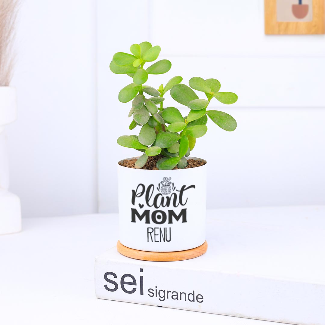 Combo Of Air-Purifying Plant N Sweet Delight