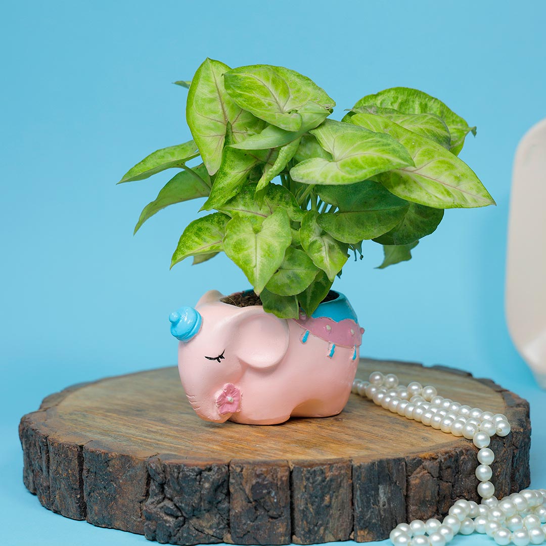 Designer Elephant Rakhi With Money Plant