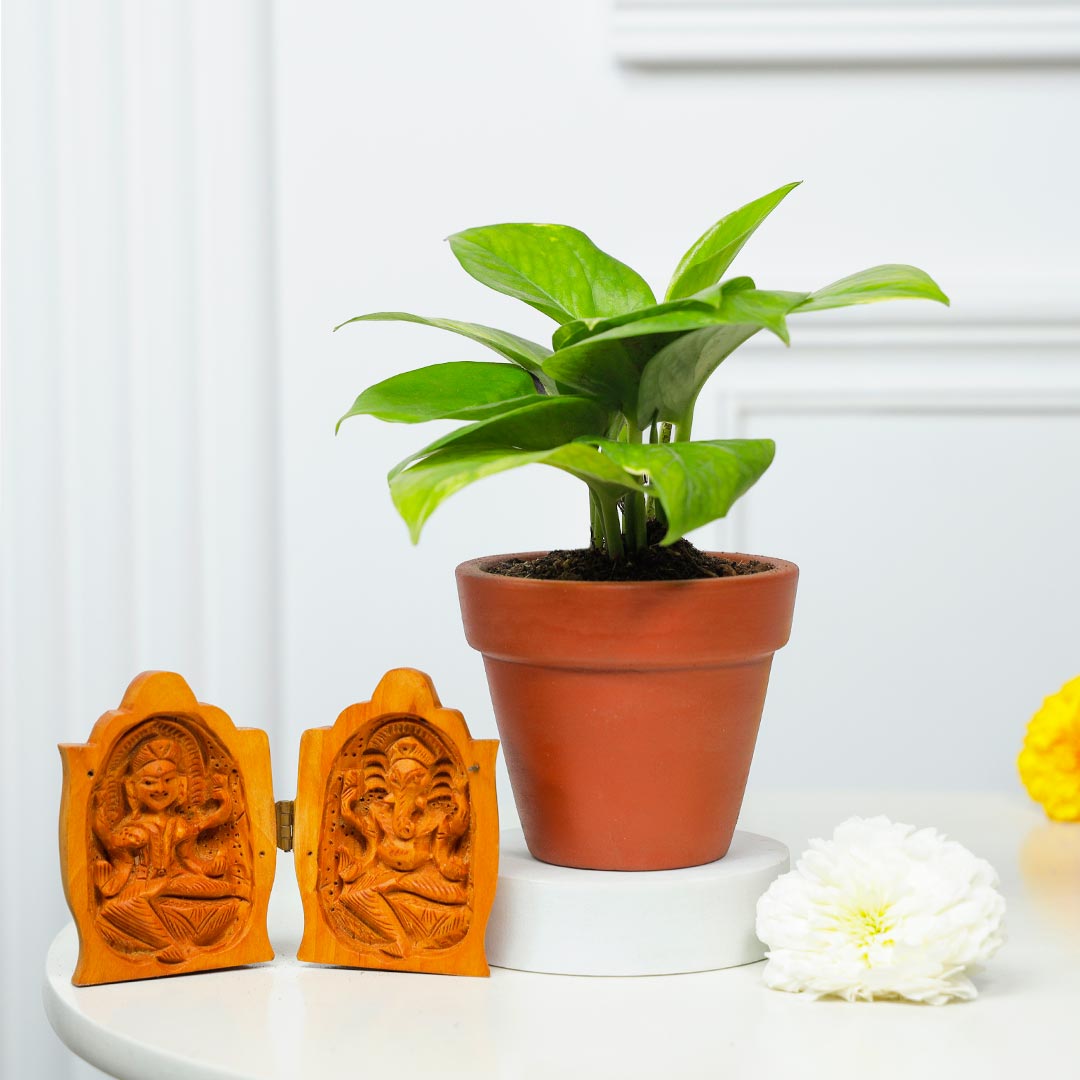 Divine Prosperity God Idol And Money Plant Order Now