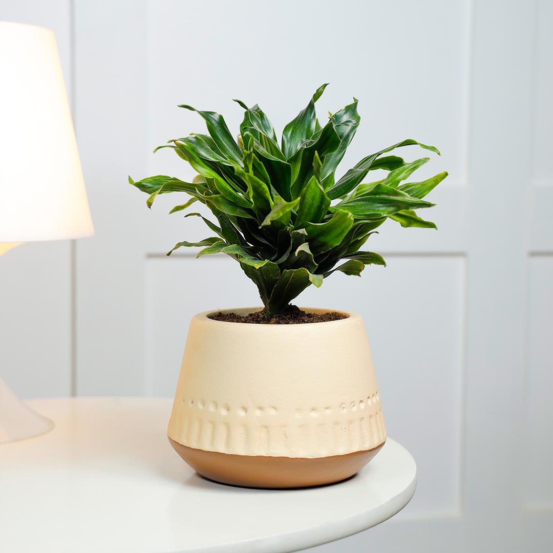 Dracena Compacta In Terracotta Pot Delivery