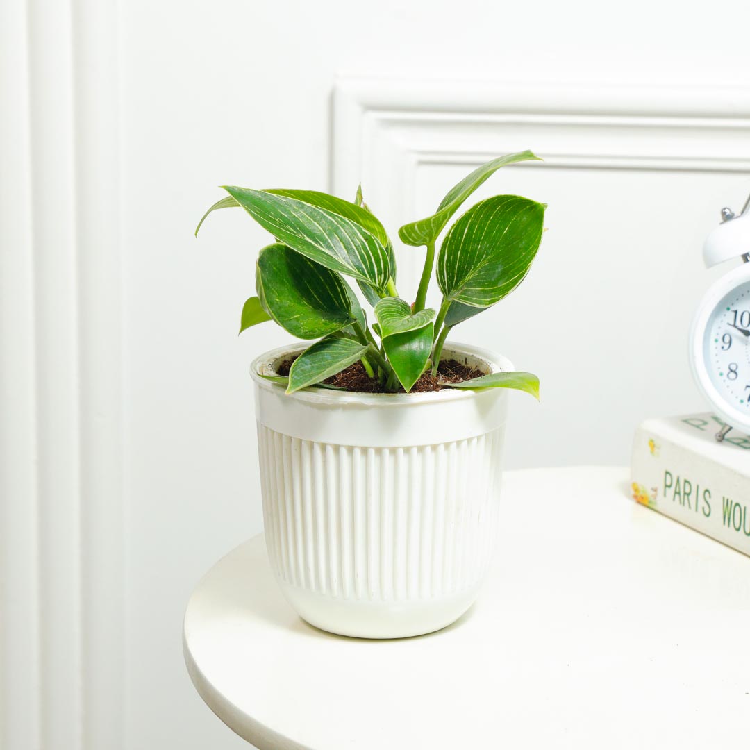 Elegant Birkin Plant in White Pot Order Now