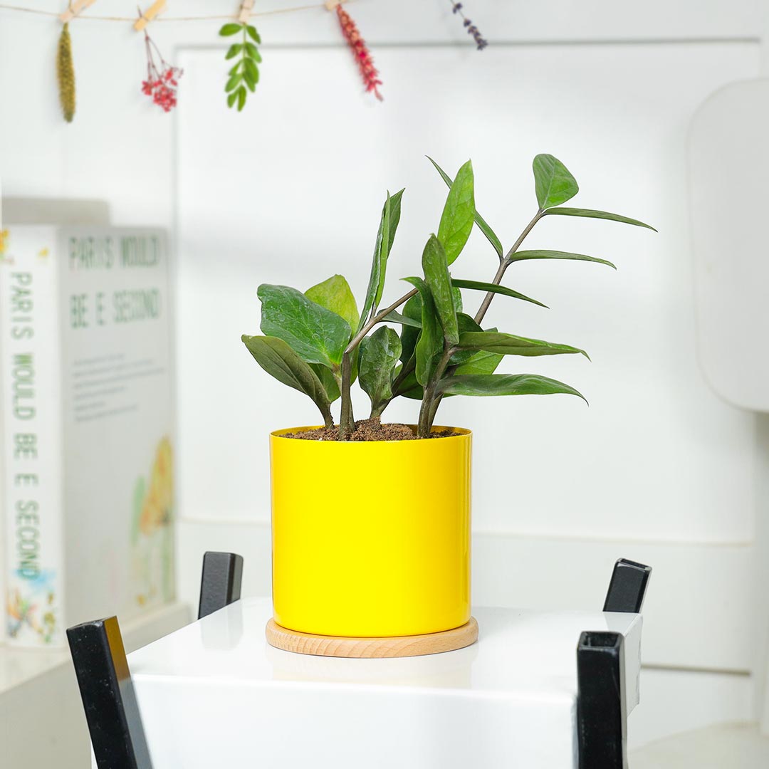 Elegant ZZ Plant In Yellow Pot