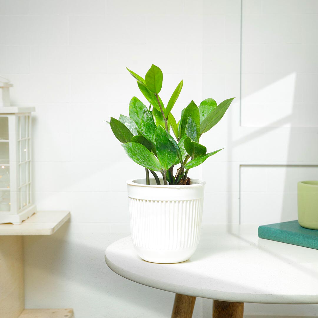 Order Everlasting ZZ Plant Online