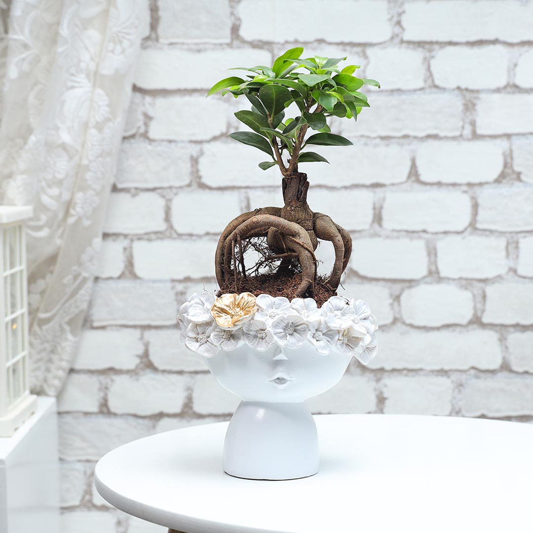 Ficus Microcarpa in floral resin pot