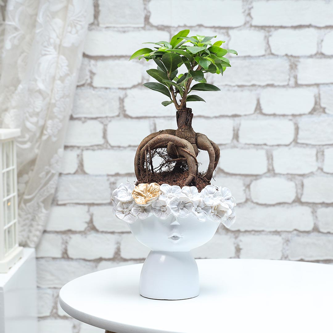 Ficus Microcarpa in floral resin pot Order Now