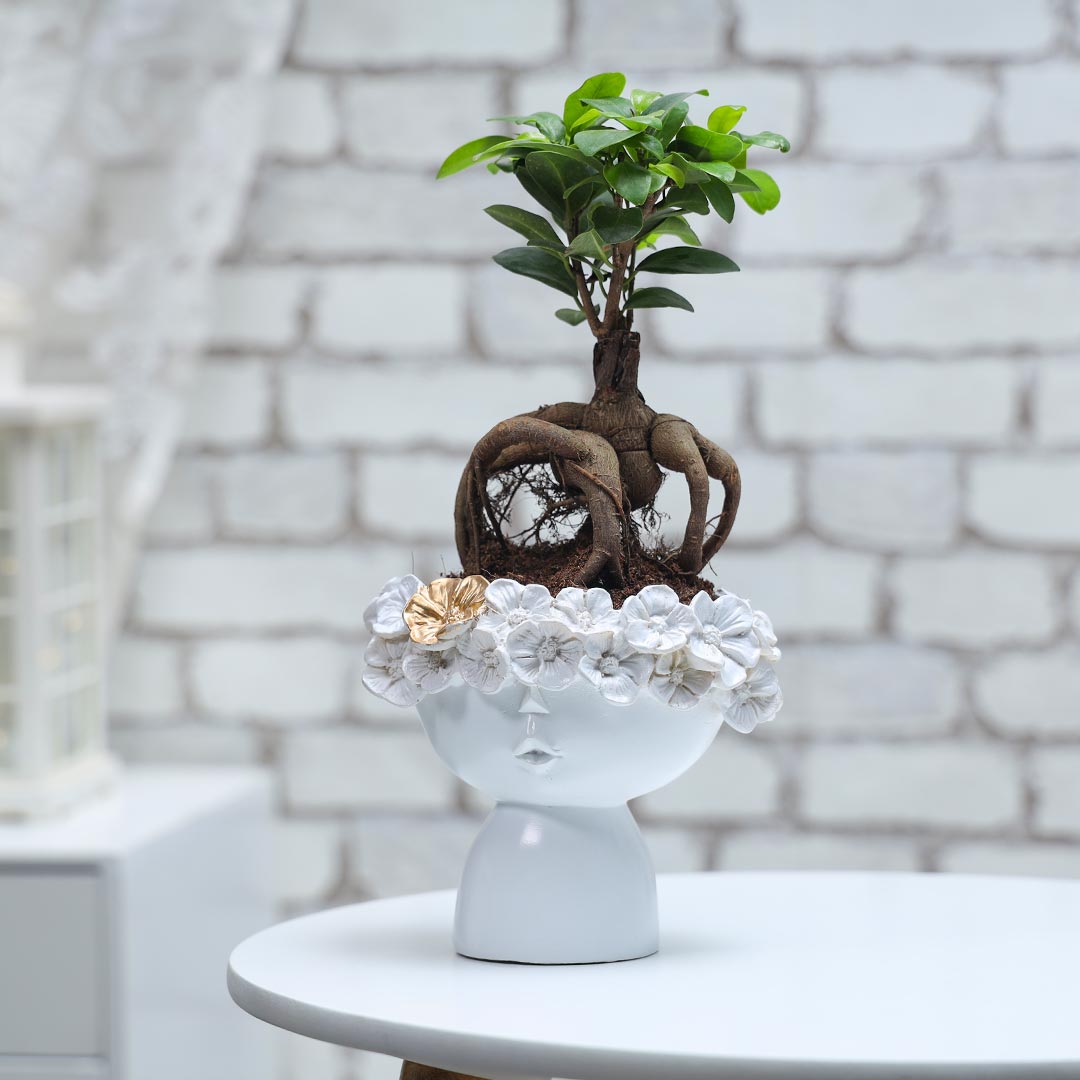 Ficus Microcarpa in floral resin pot