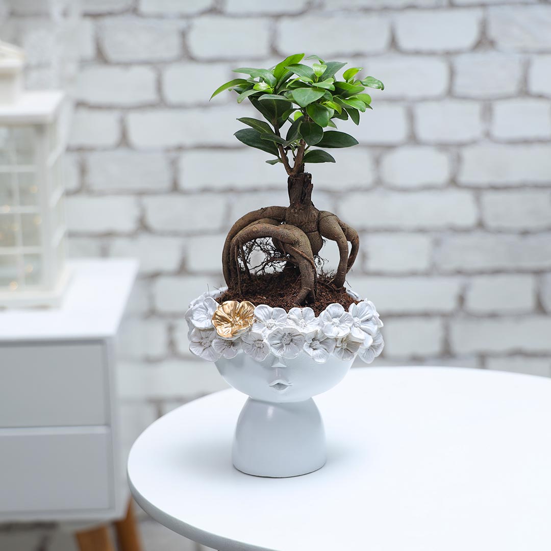 Ficus Microcarpa in floral resin pot