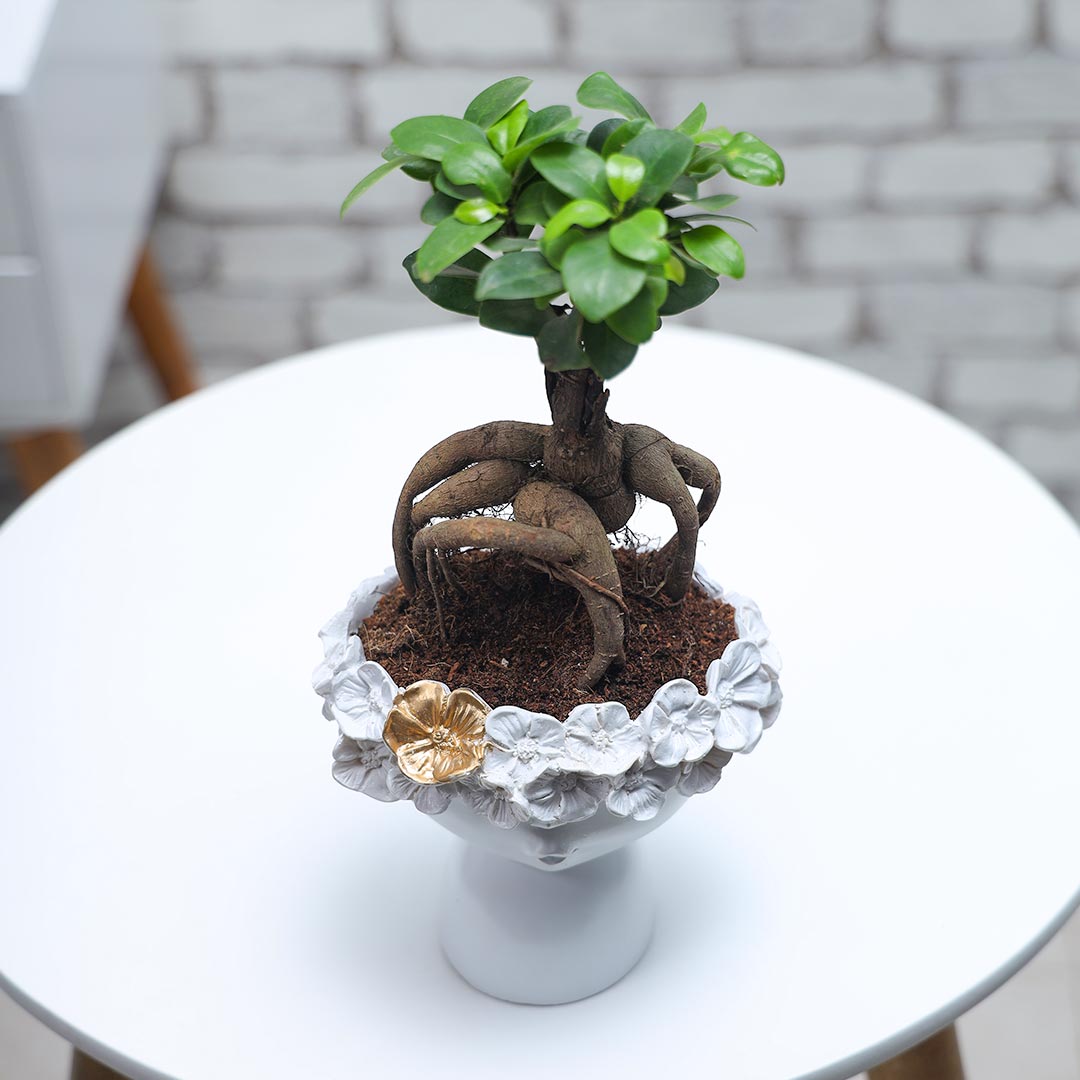 Ficus Microcarpa in floral resin pot