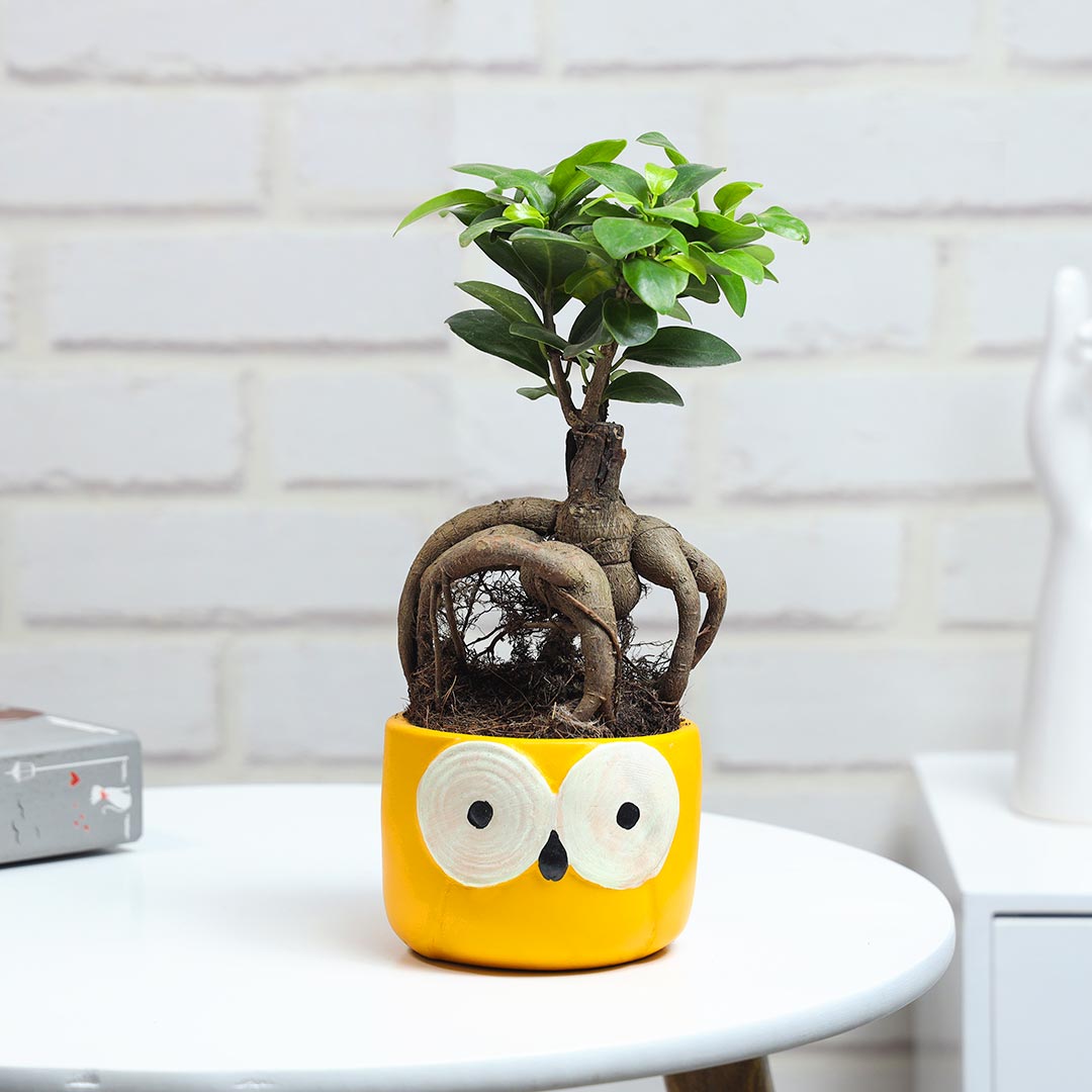 Ficus Microcarpa In Owl Pot