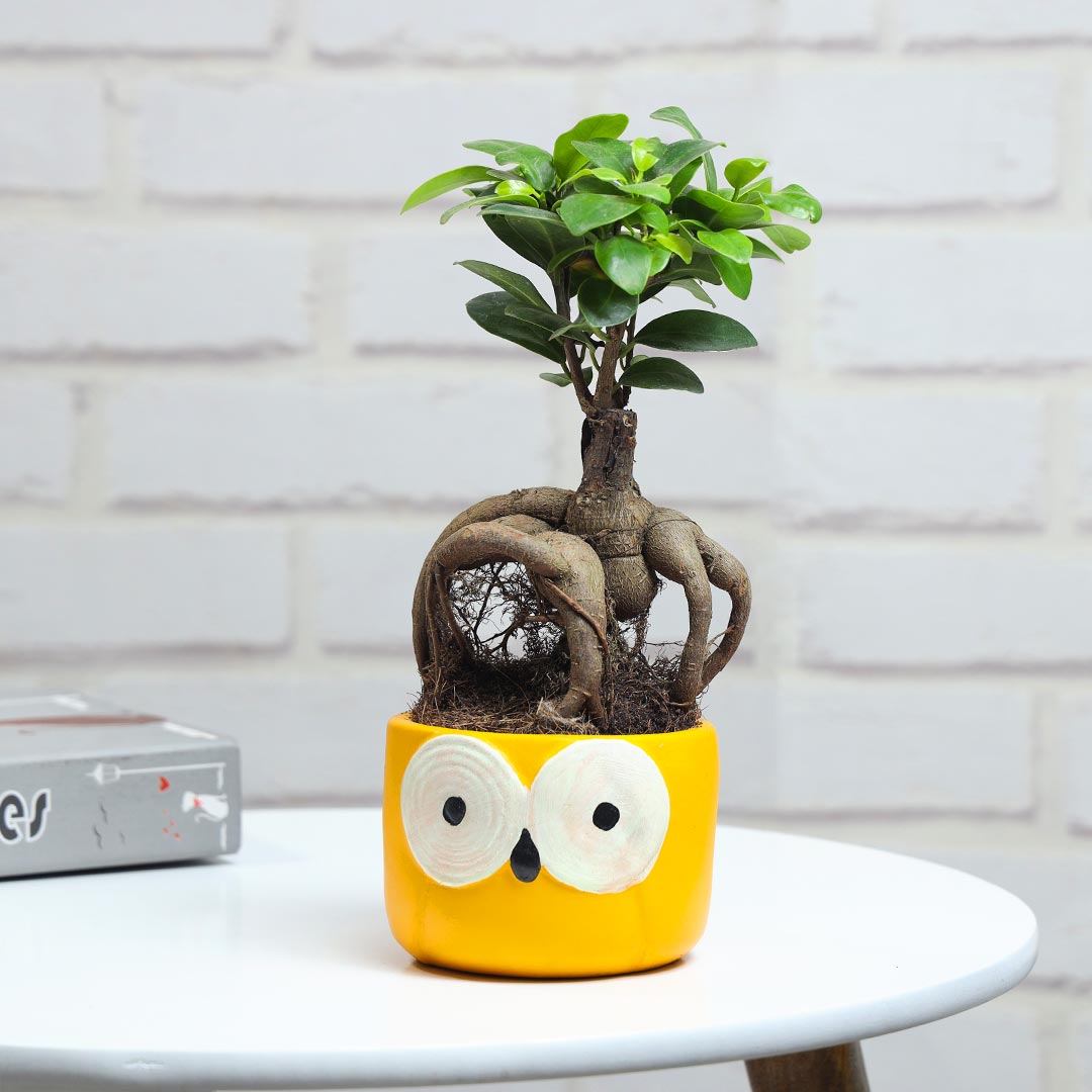 Ficus Microcarpa In Owl Pot