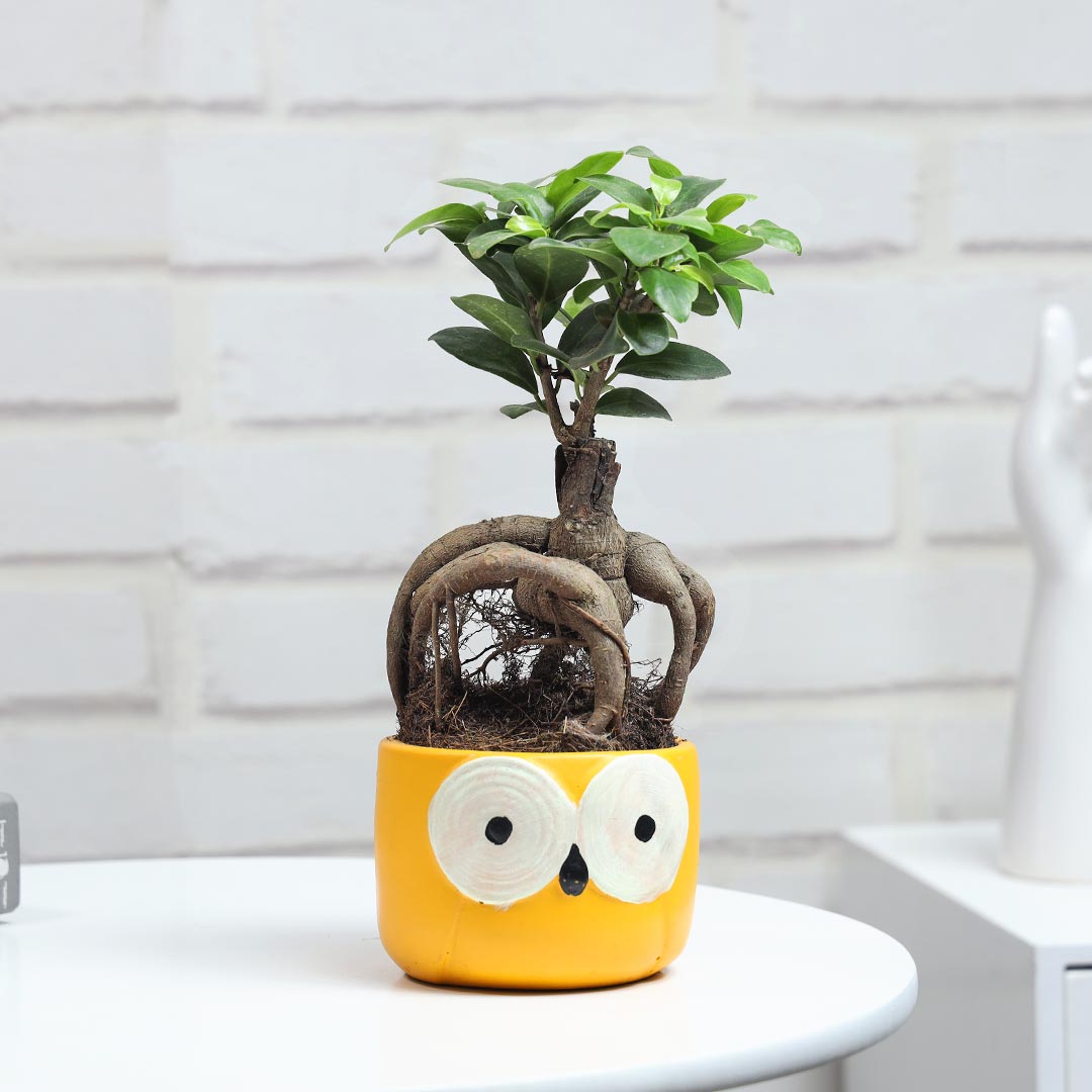 Ficus Microcarpa In Owl Pot