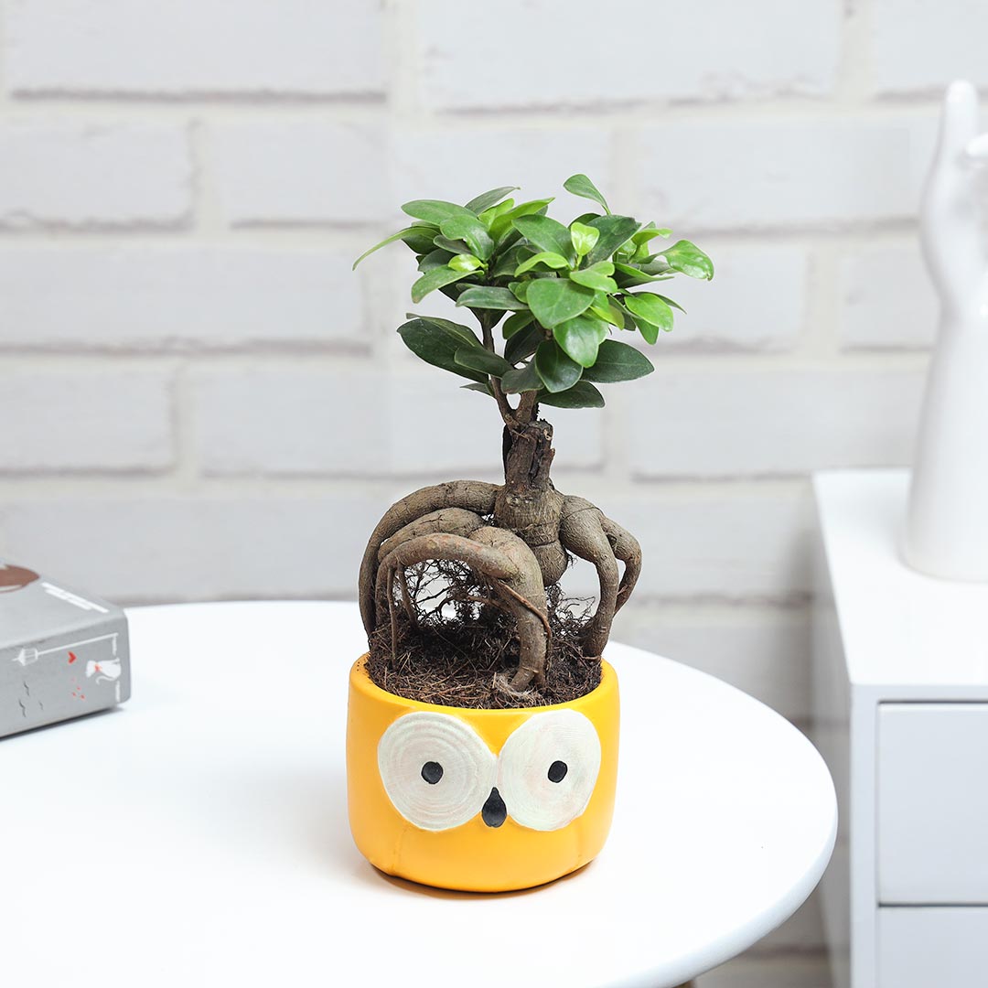 Ficus Microcarpa In Owl Pot