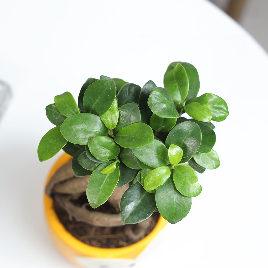 Ficus Microcarpa In Owl Pot