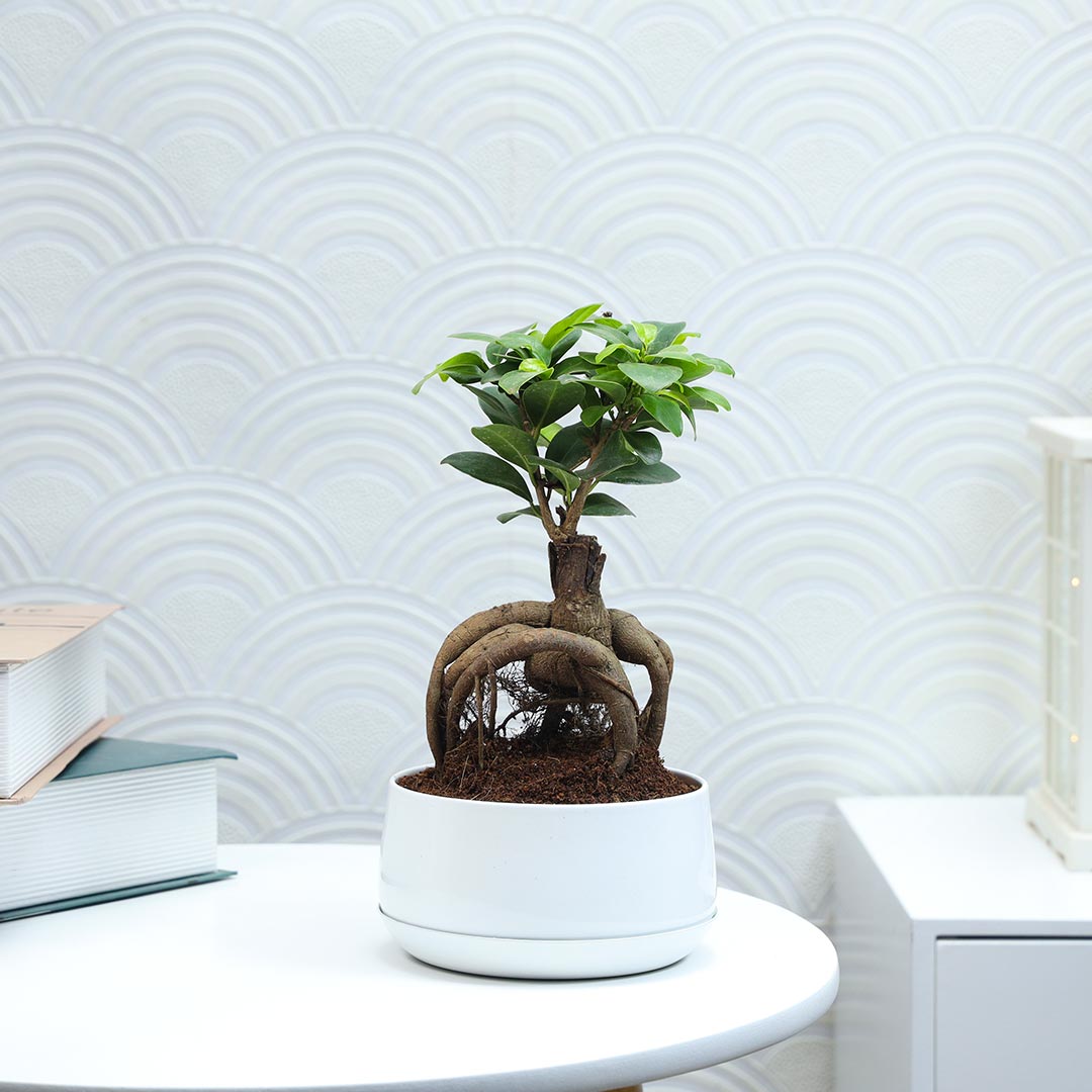 Ficus Microcarpa Plant with base plate