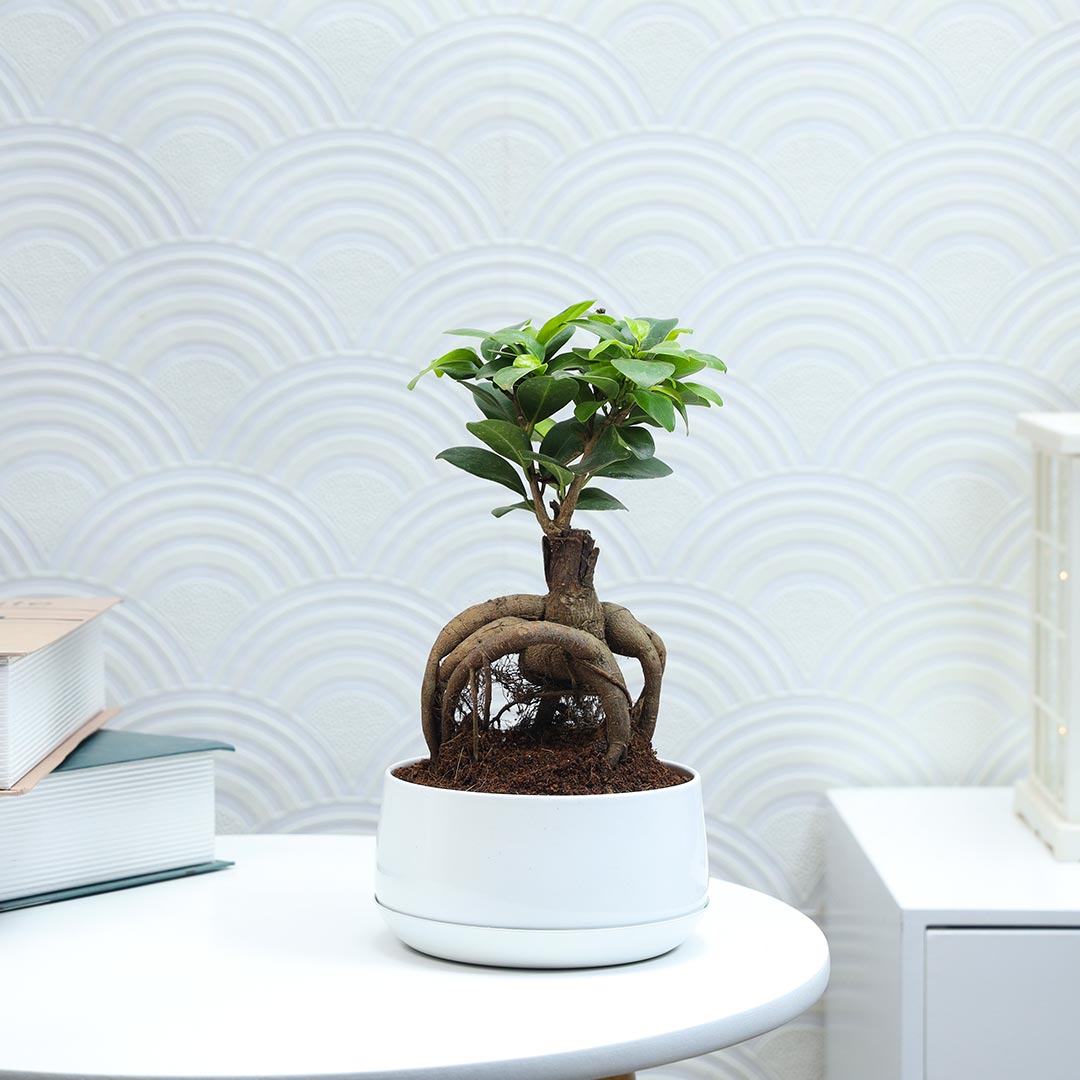 Buy Ficus Microcarpa Plant with base plate