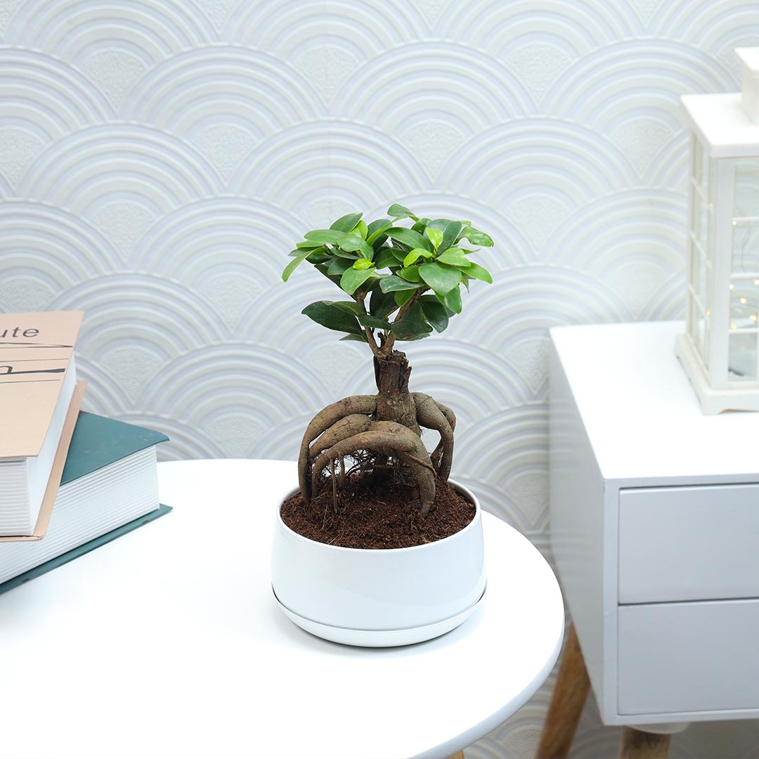 Ficus Microcarpa Plant with base plate