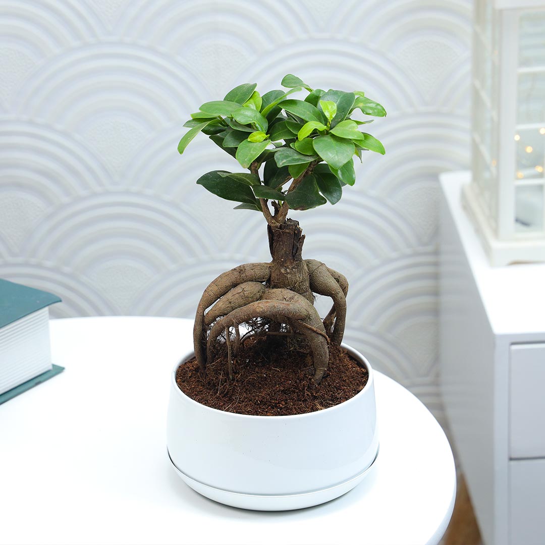 Ficus Microcarpa Plant with base plate